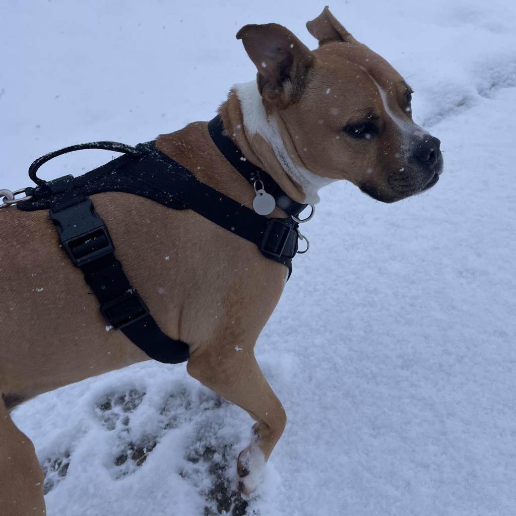 Zeus, a Adoptable mixed breed in Salt Lake City, UT image 6/6