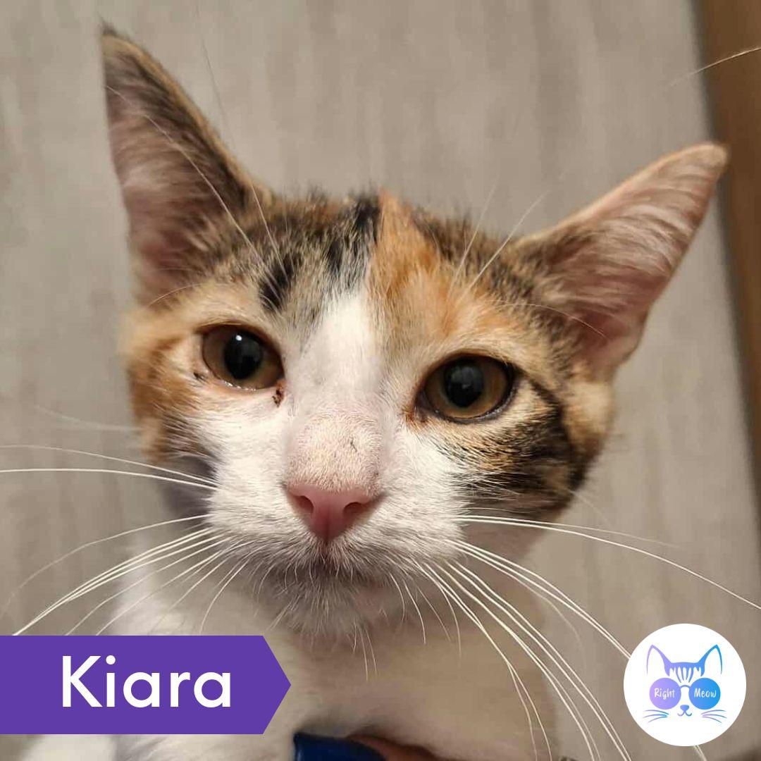Kiara, Adoptable, Young Female Domestic Medium Hair.