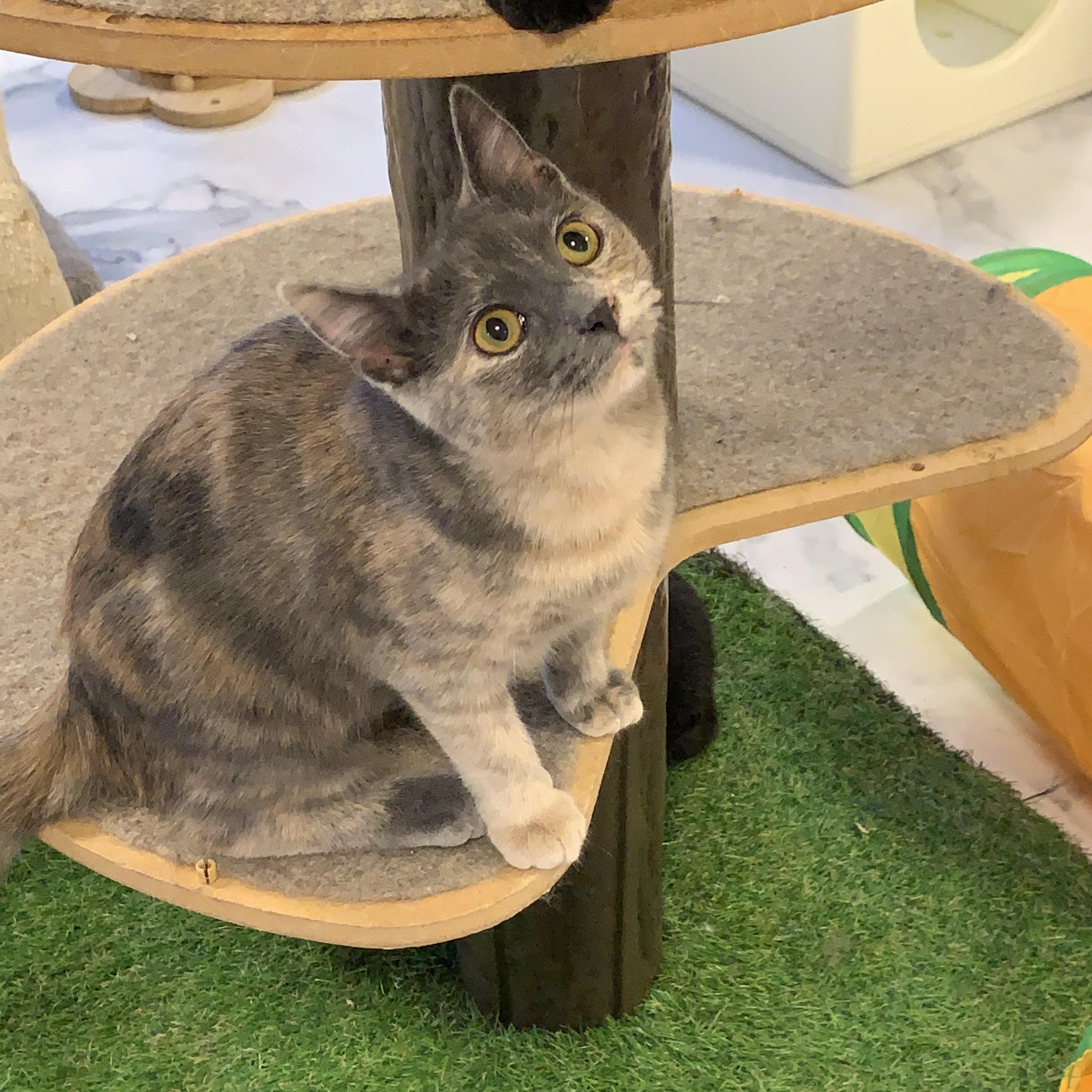 Enlarge Sierra, a Adoptable Domestic Short Hair in Saint Charles, MO image 2/2