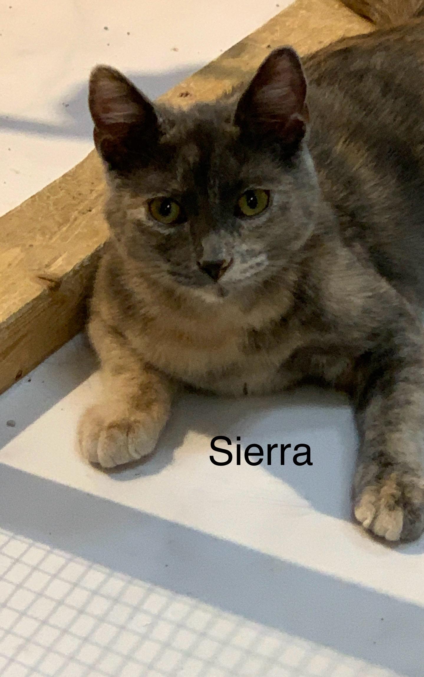 Sierra, Adoptable, Young Female Domestic Short Hair.