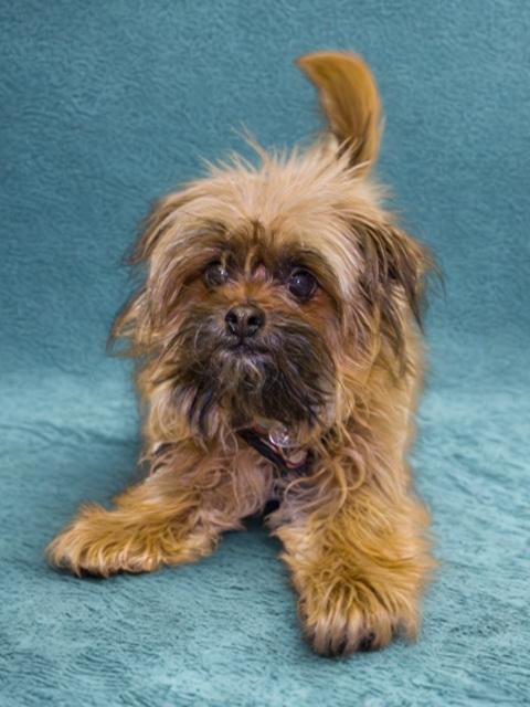 Enlarge Jovi, a ADOPTABLE mixed breed in Denver, CO image 2/6