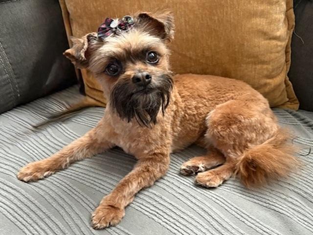 Enlarge Jovi, a ADOPTABLE mixed breed in Denver, CO image 1/6