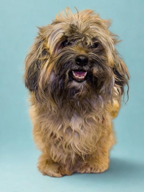 Enlarge Jovi, a ADOPTABLE mixed breed in Denver, CO image 5/6