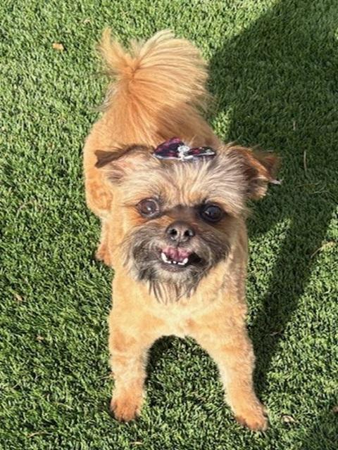 Enlarge Jovi, a ADOPTABLE mixed breed in Denver, CO image 6/6