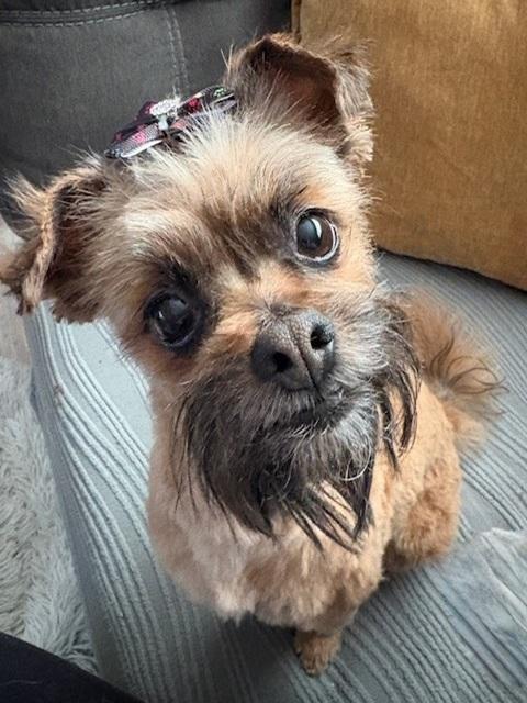 Enlarge Jovi, a ADOPTABLE mixed breed in Denver, CO image 3/6