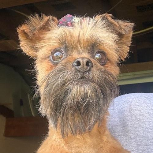 Enlarge Jovi, a ADOPTABLE mixed breed in Denver, CO image 4/6