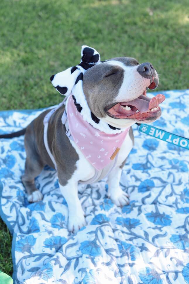 Enlarge Kira, a Adoptable Pit Bull Terrier in santa monica, CA image 4/6