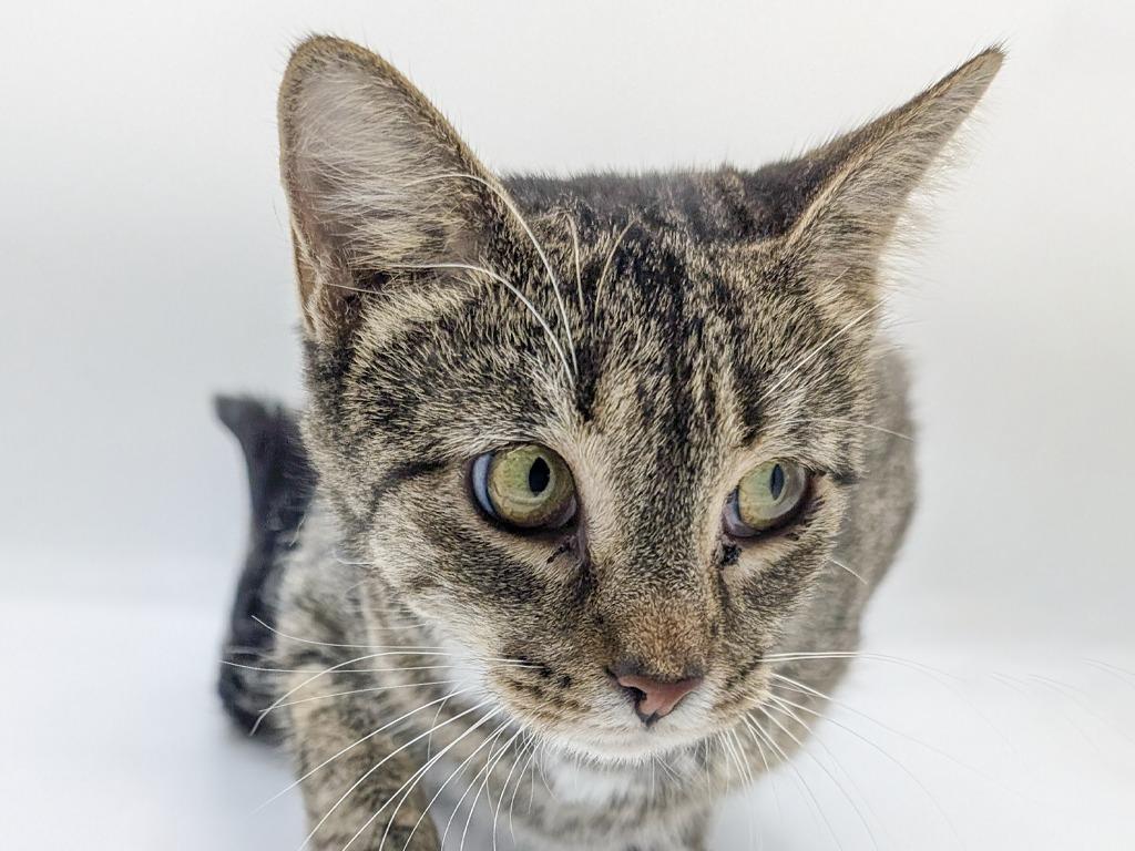 Enlarge Fawn, a Adoptable mixed breed in Powell, OH image 1/1