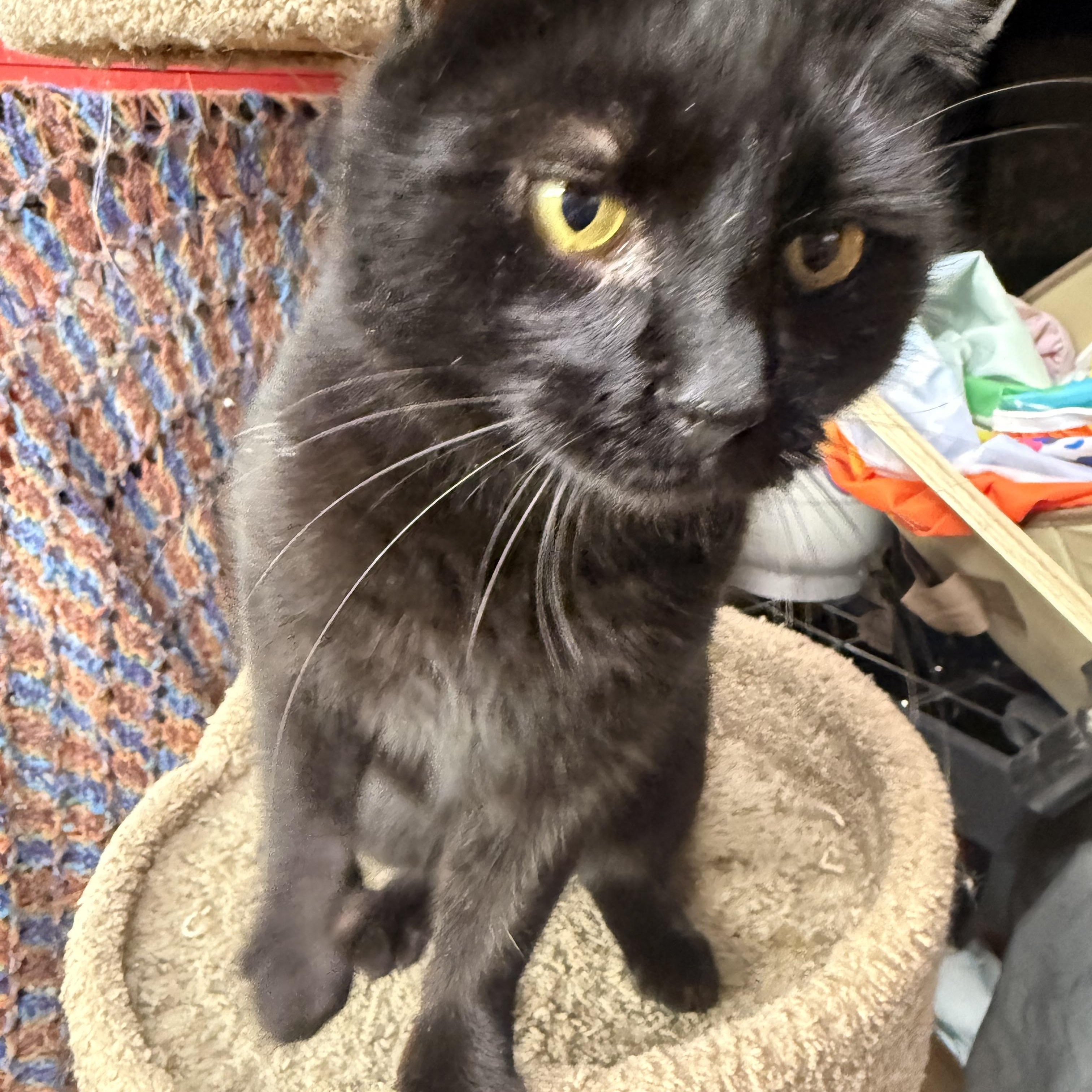 Onyx, adopted, Adult Male Domestic Short Hair.