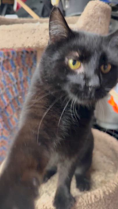 Enlarge Onyx, an adopted Domestic Short Hair in The Dalles, OR video 2/2