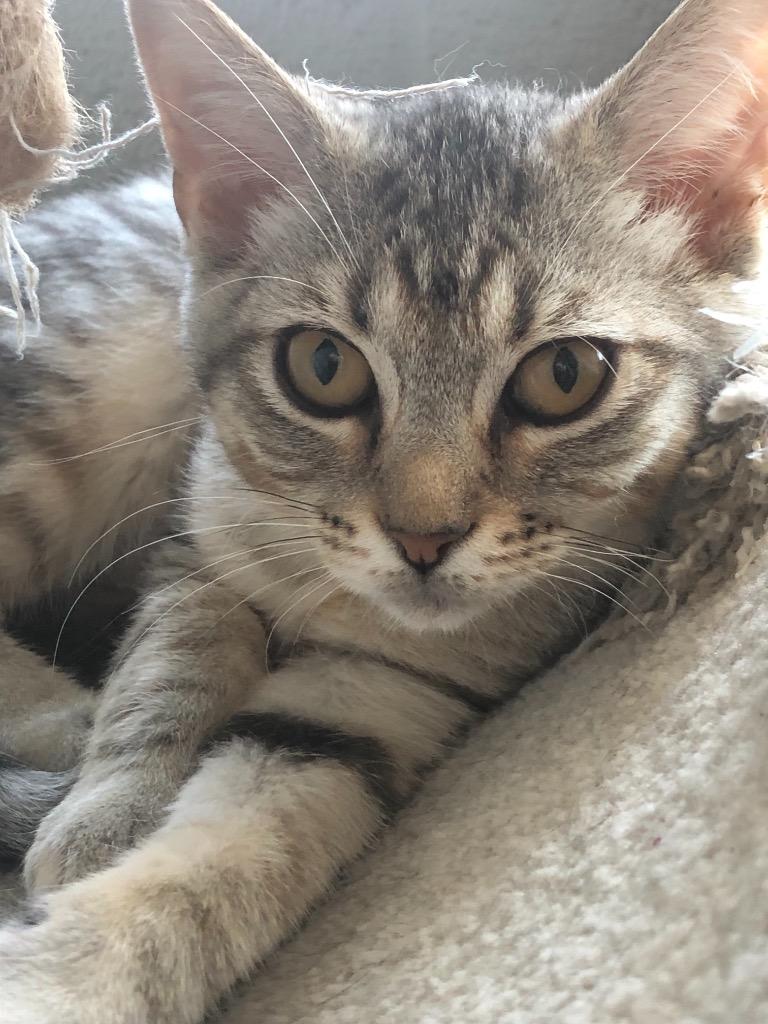 Dakota, Adoptable, Adult Female Domestic Short Hair.