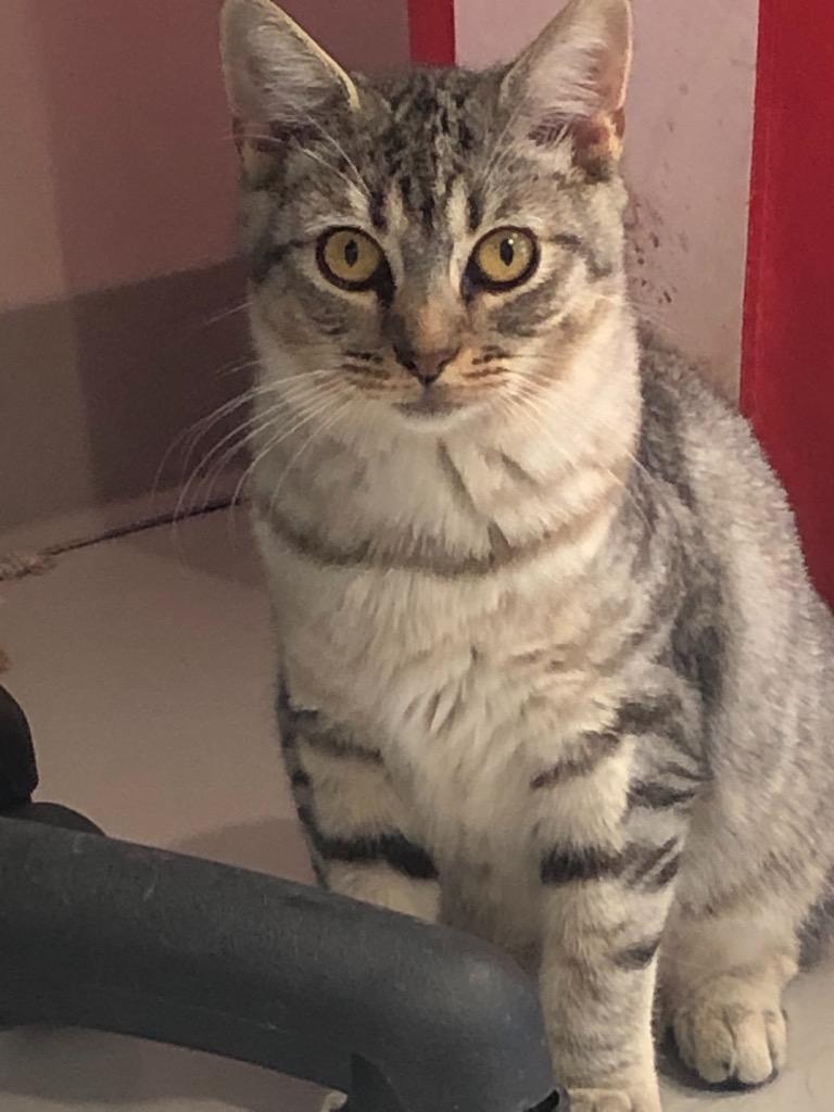 Enlarge Dakota, a Adoptable mixed breed in Dalton, GA image 2/6