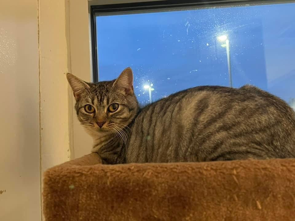 Dakota, Adoptable, Adult Female Domestic Short Hair.