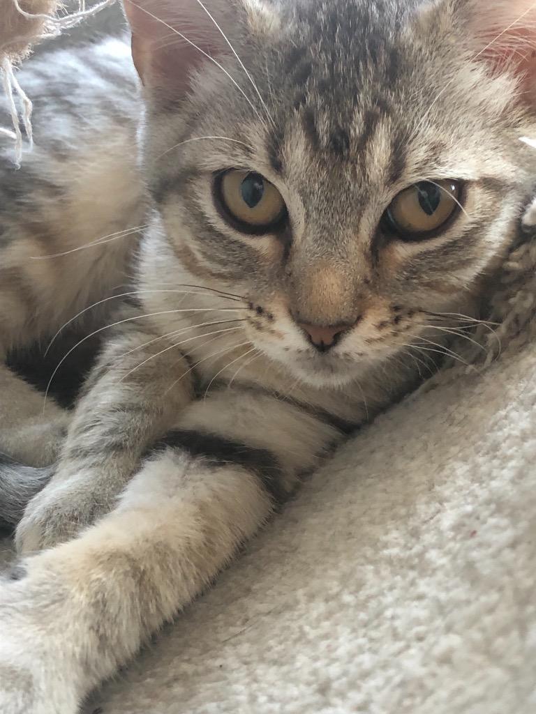 Enlarge Dakota, a Adoptable mixed breed in Dalton, GA image 2/6