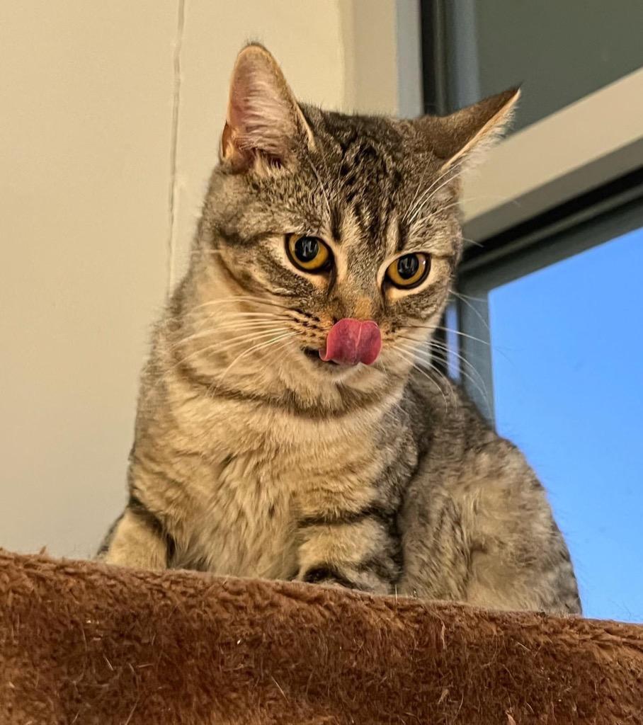 Enlarge Dakota, a Adoptable mixed breed in Dalton, GA image 4/6