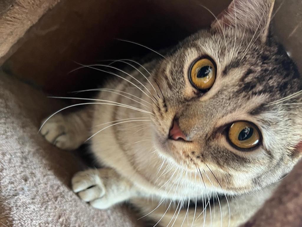 Enlarge Dakota, a Adoptable mixed breed in Dalton, GA image 5/6