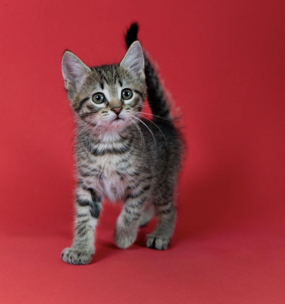 Enlarge Buzz, a Adoptable mixed breed in Little Falls, MN image 3/3