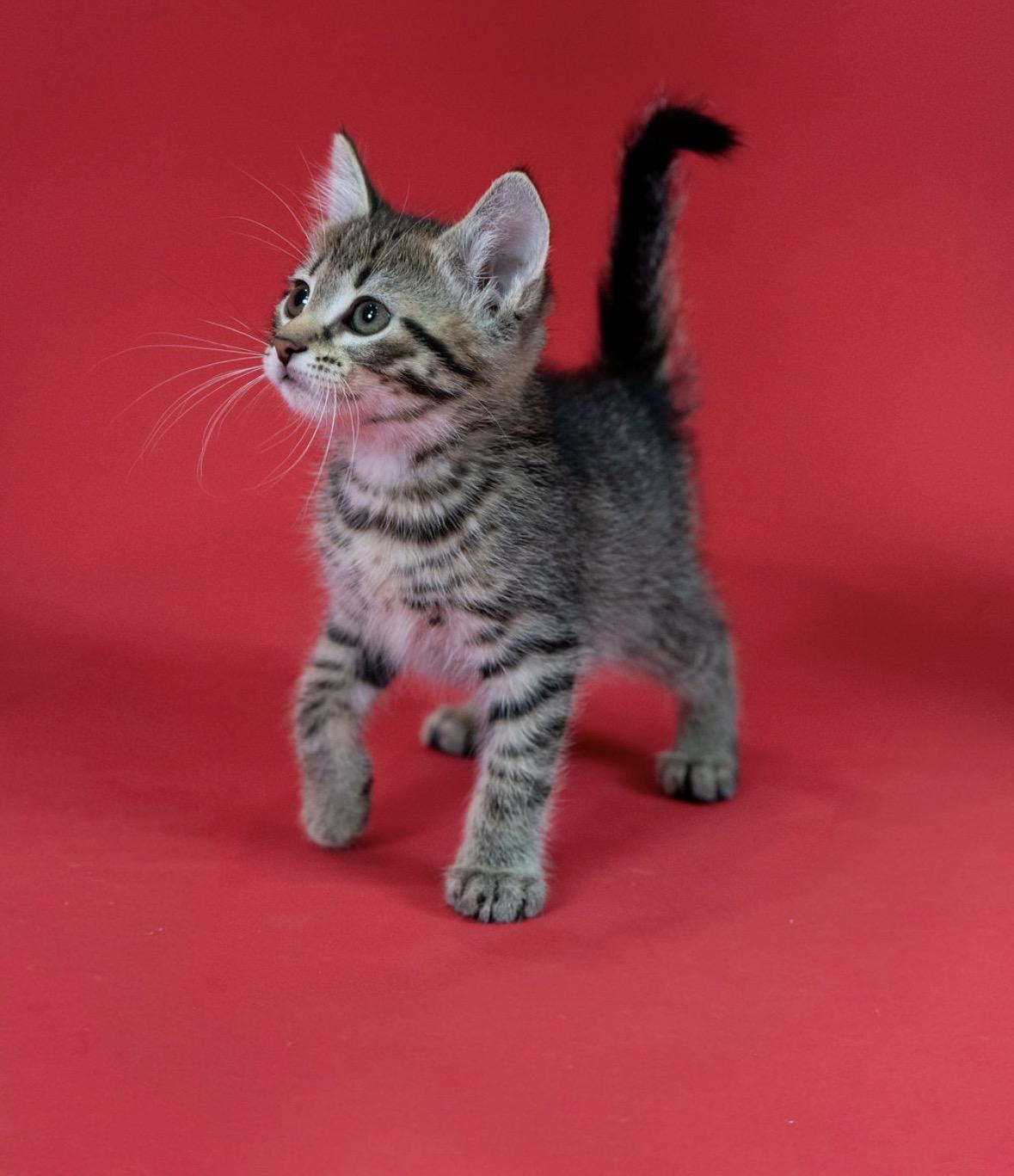 Enlarge Buzz, a Adoptable mixed breed in Little Falls, MN image 2/3