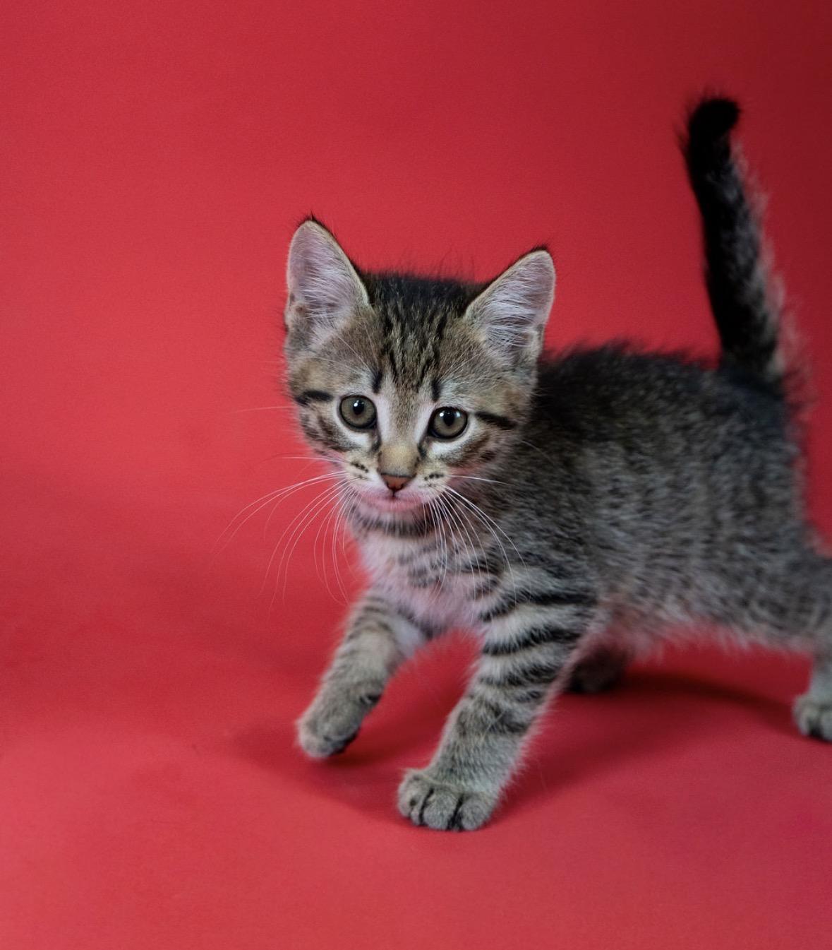 Buzz, ADOPTABLE, Young Male Domestic Short Hair.