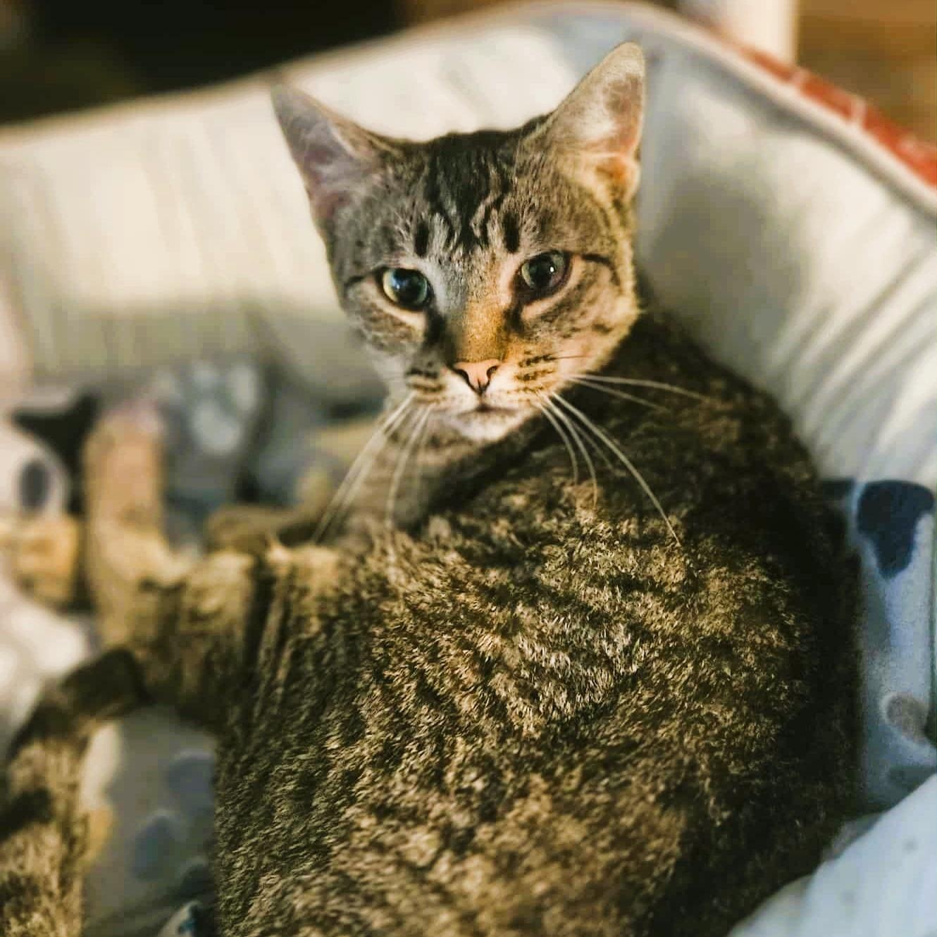 Enlarge Isobel (Gentle Spirit), a Adoptable Domestic Short Hair in Rochester, NY image 1/3