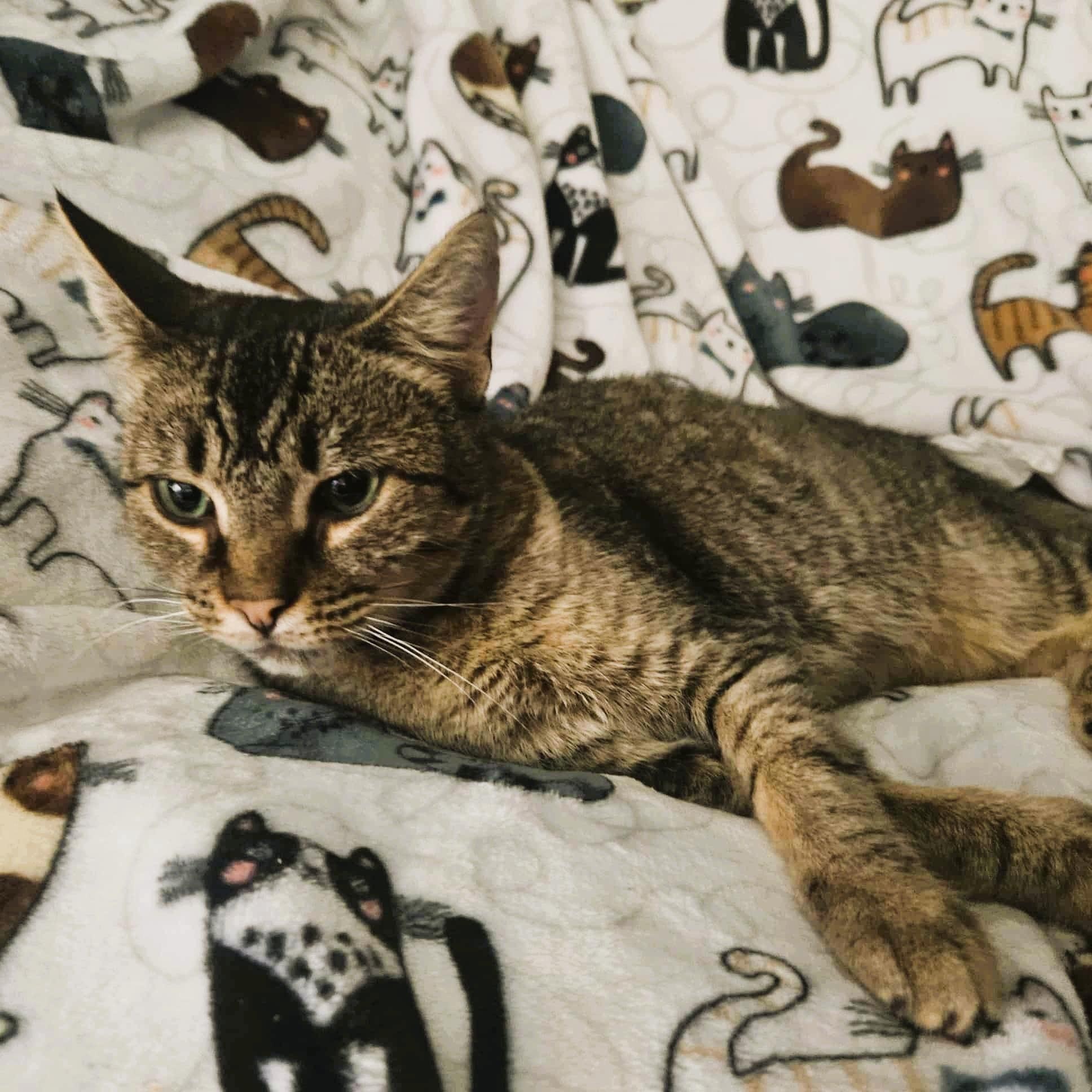 Enlarge Isobel (Gentle Spirit), a Adoptable Domestic Short Hair in Rochester, NY image 2/3