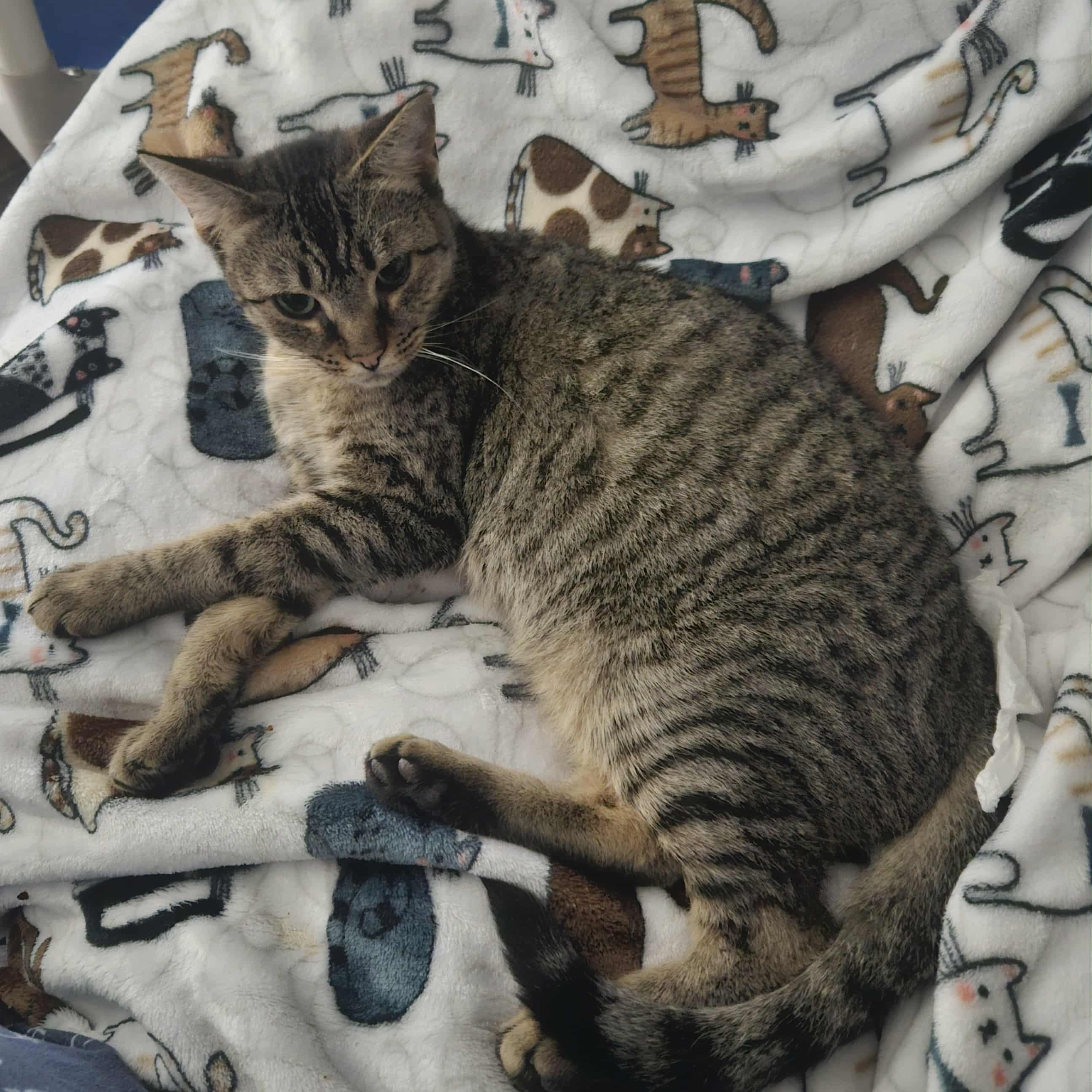 Enlarge Isobel (Gentle Spirit), a Adoptable Domestic Short Hair in Rochester, NY image 3/3