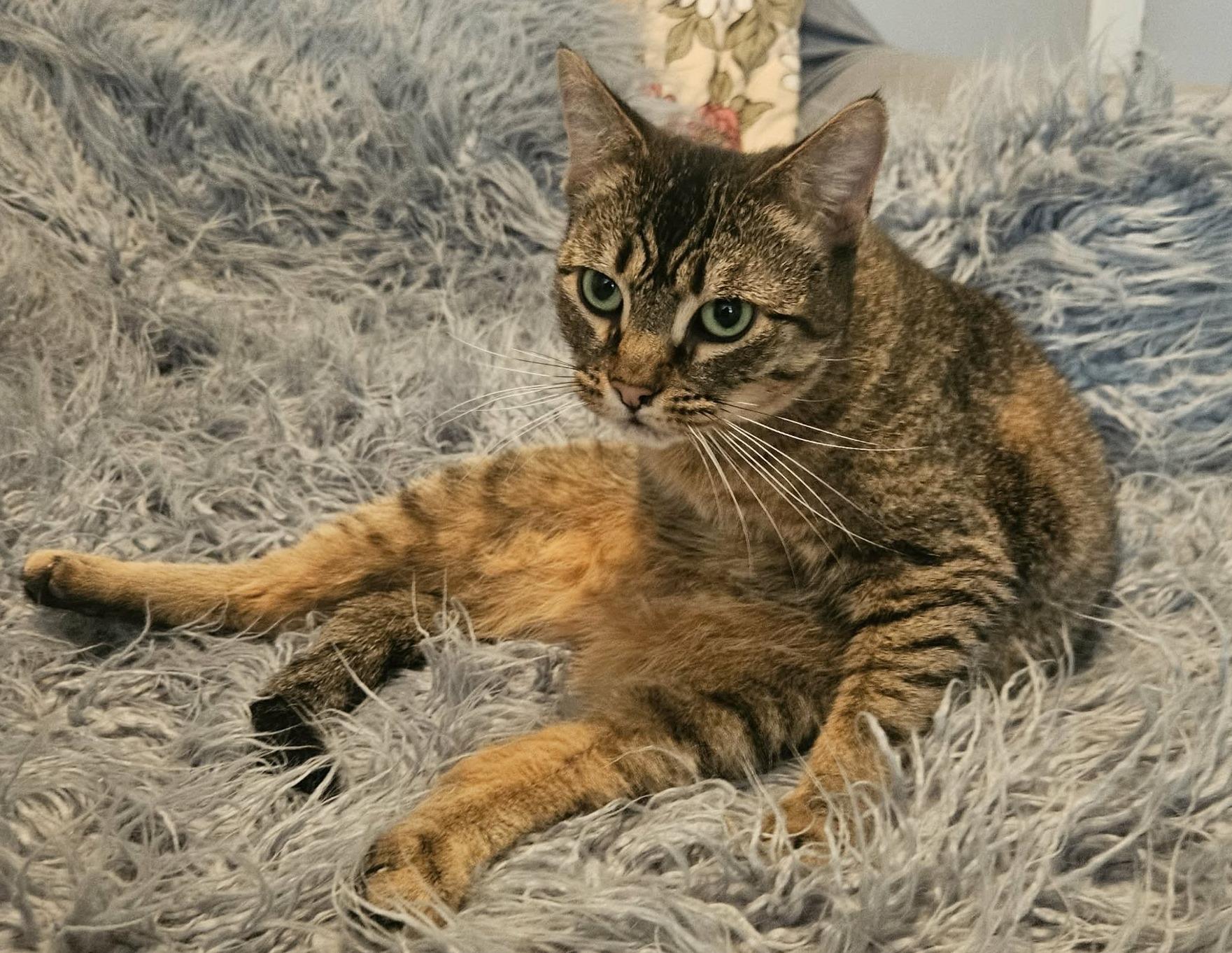 Isobel (Gentle Spirit), Adoptable, Young Female Domestic Short Hair.