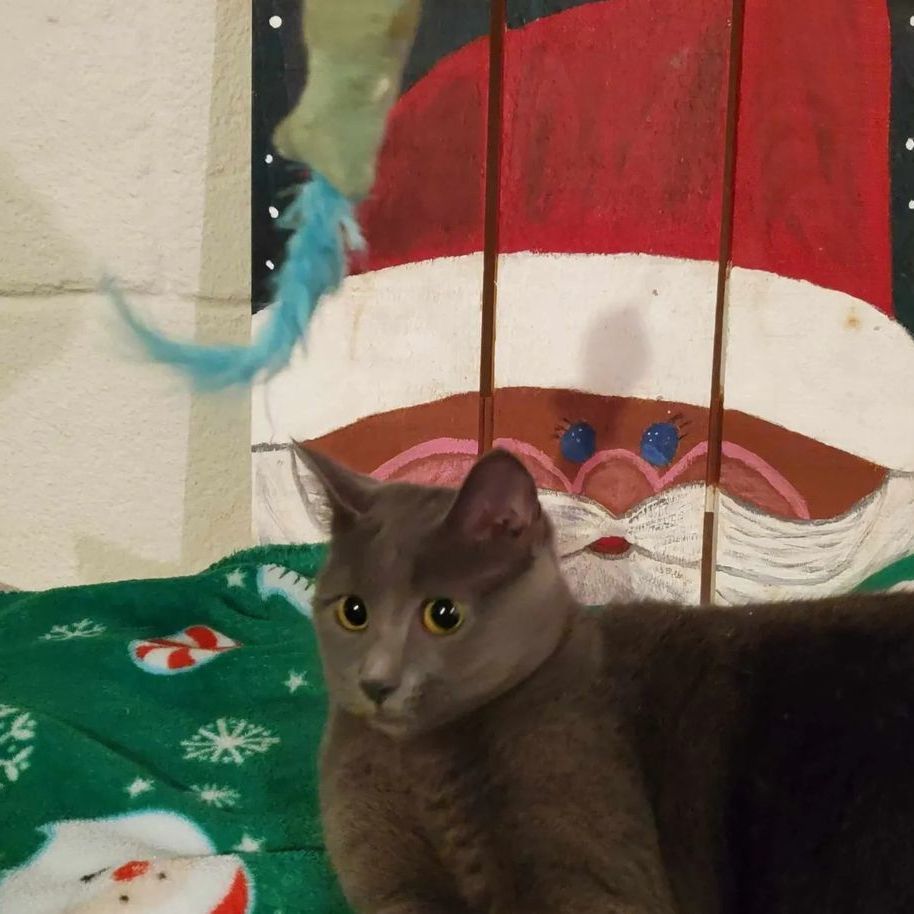 SMOKEY, an adoptable Domestic Short Hair in MOUNT AIRY, NC_image-1