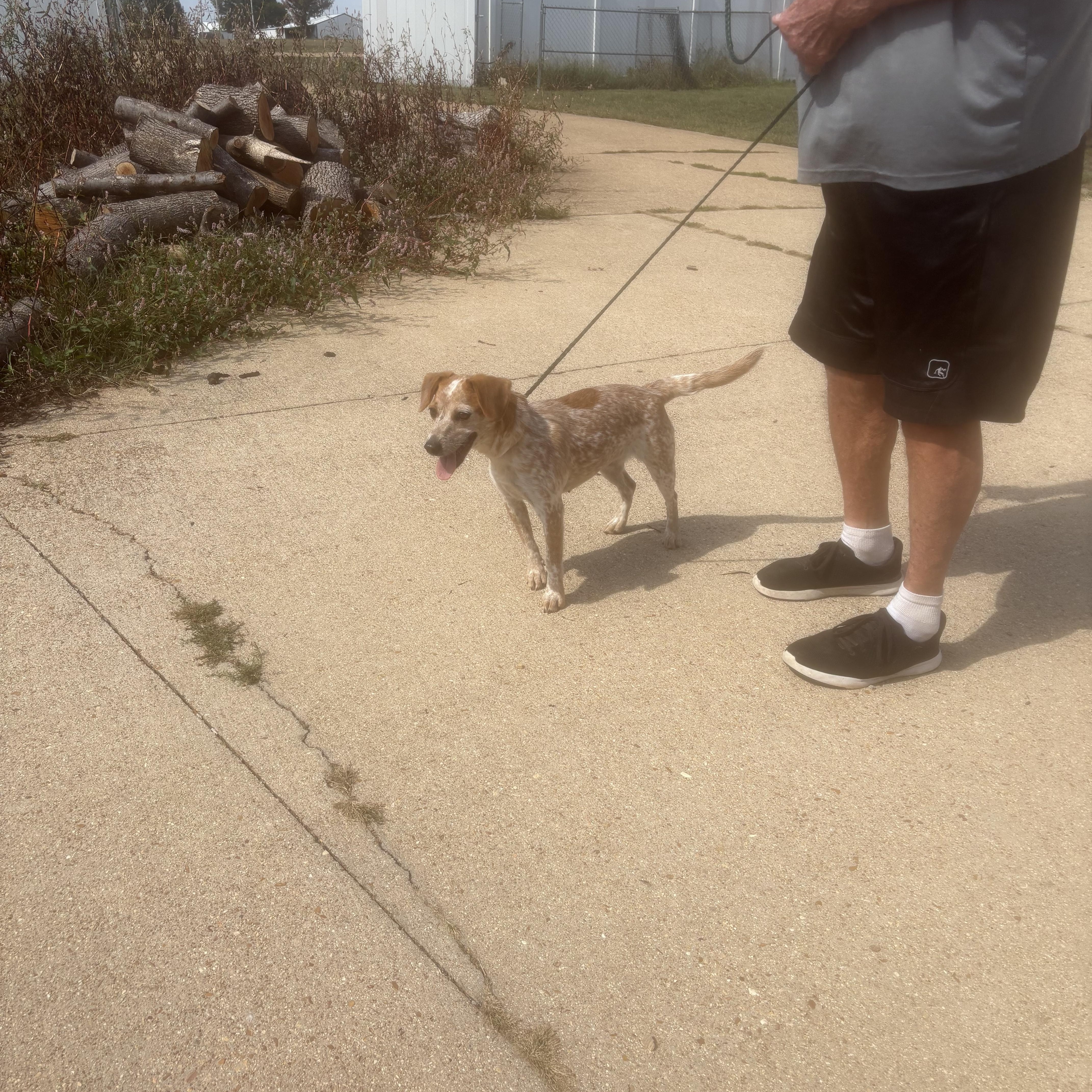 Ellie, Adopted, Young Female Australian Cattle Dog / Blue Heeler.