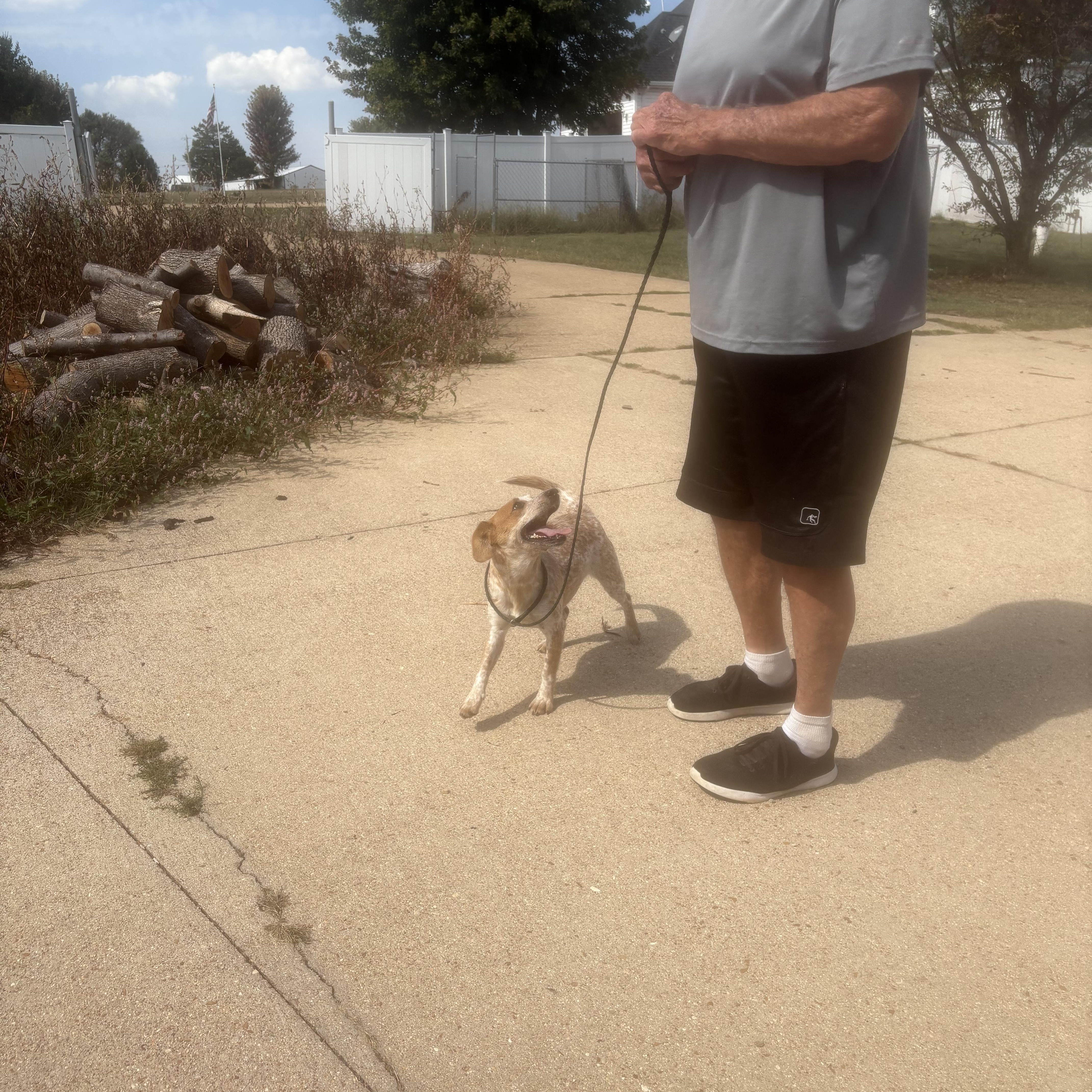 Ellie, a Adopted mixed breed in Lonedell, MO image 4/5