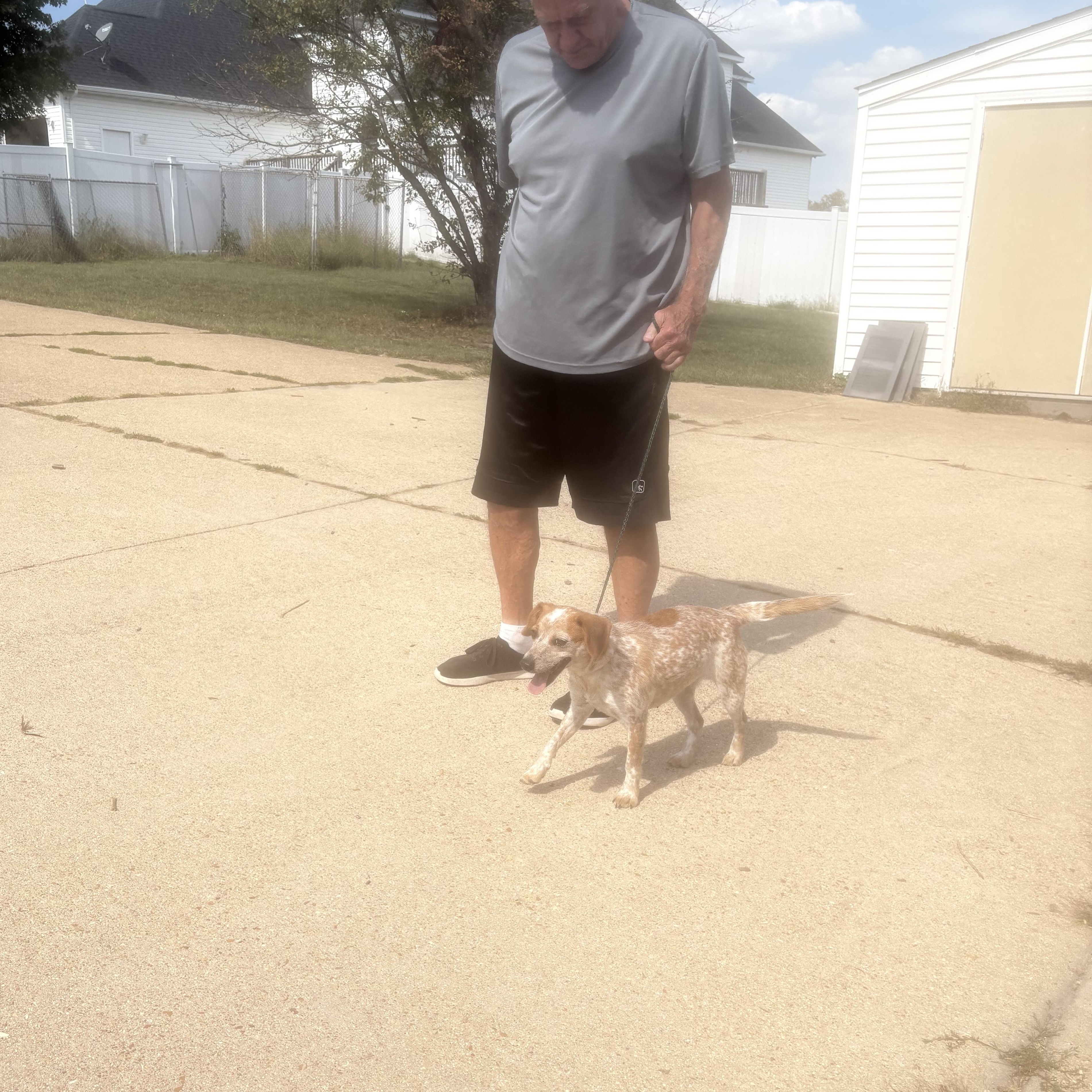 Ellie, a Adopted mixed breed in Lonedell, MO image 5/5