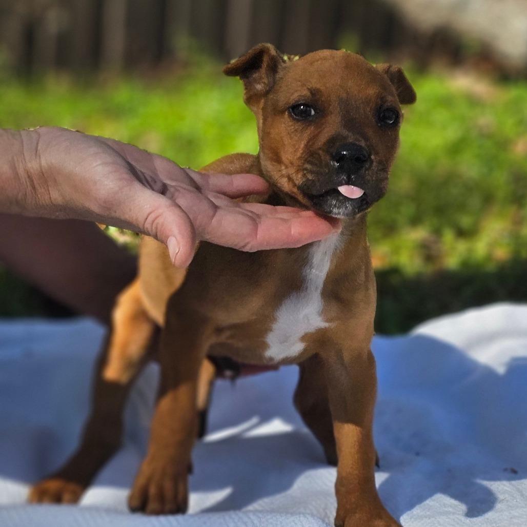 Archie — thumbnail 3