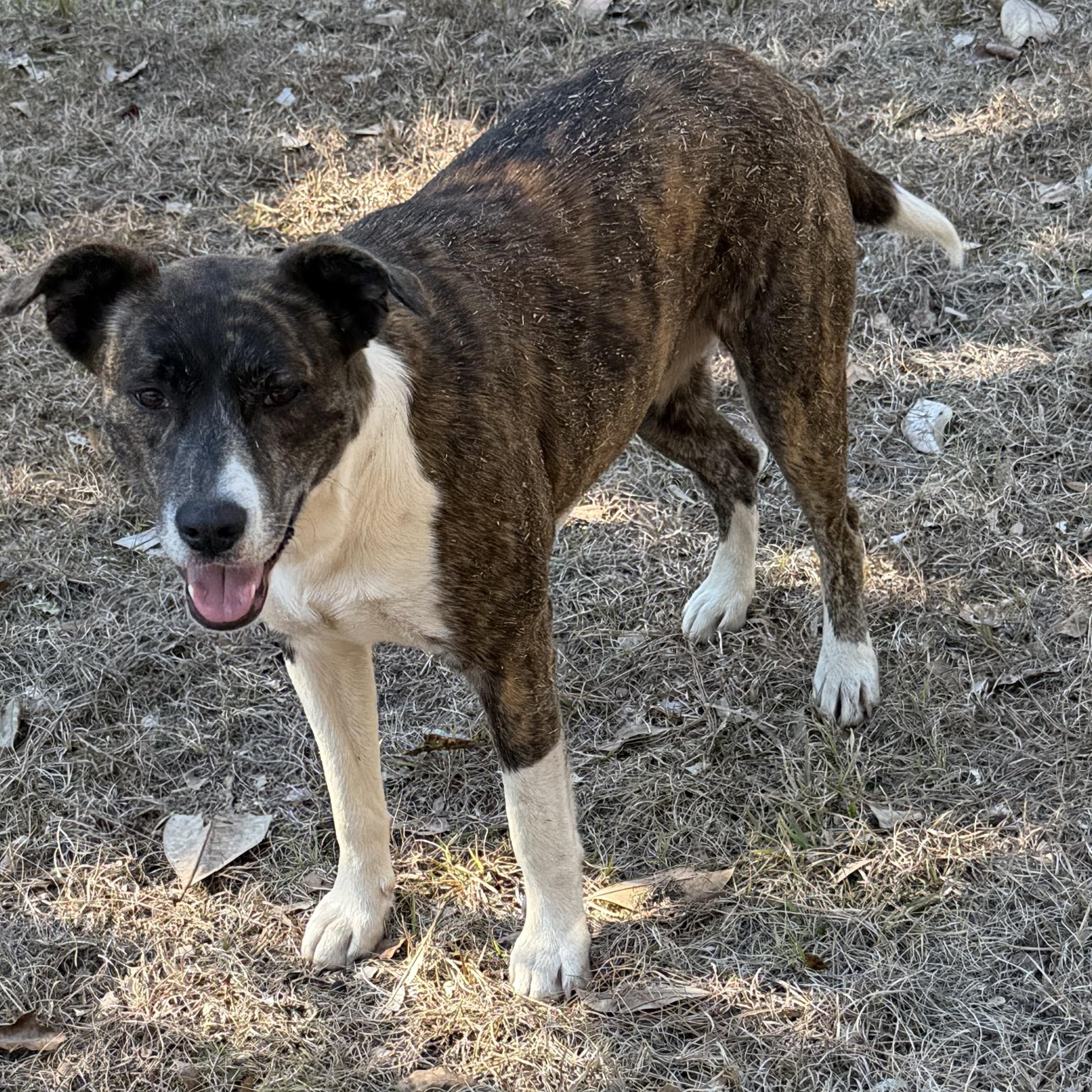 Enlarge Jill, a Adoptable mixed breed in Albany, NY image 4/4