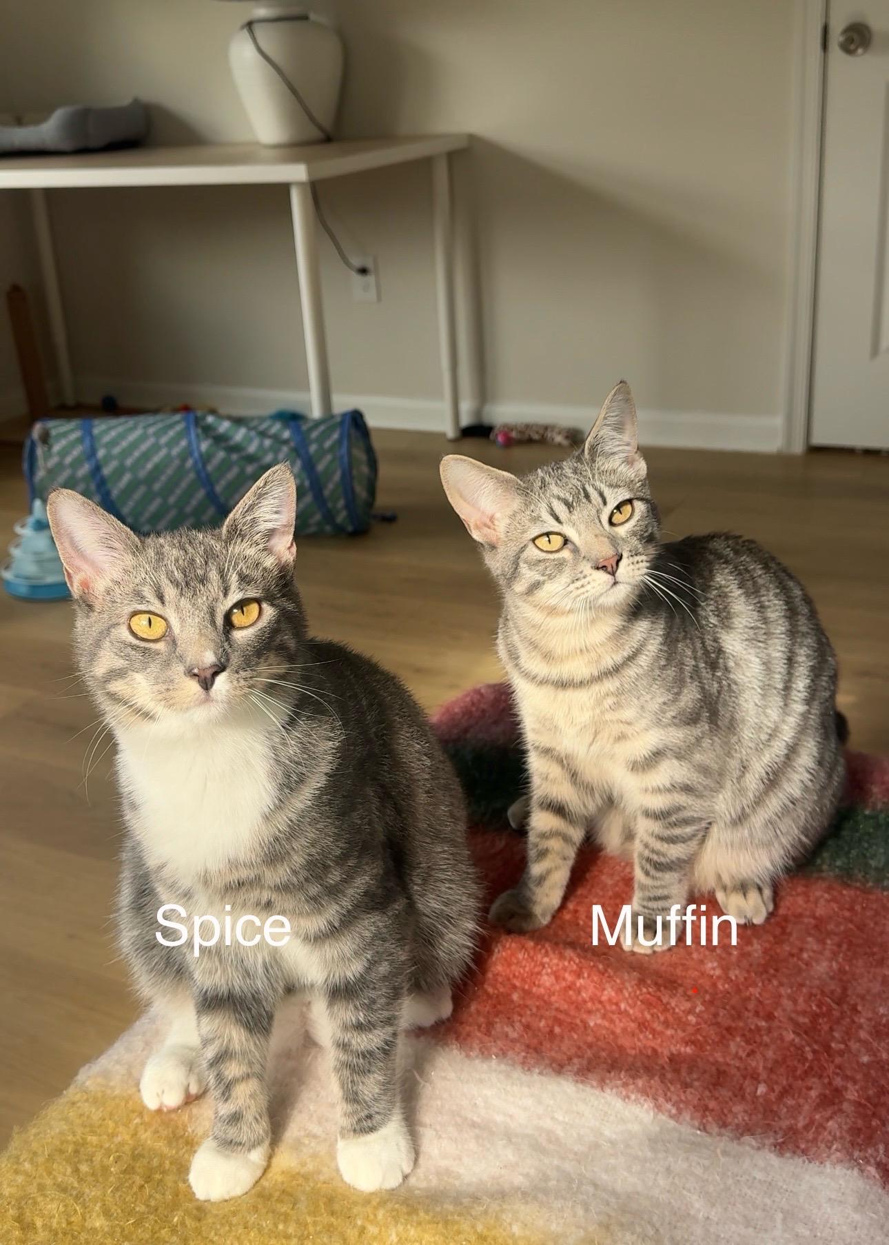 Enlarge Muffin, a Adoptable Tabby in Frederick, MD image 6/6