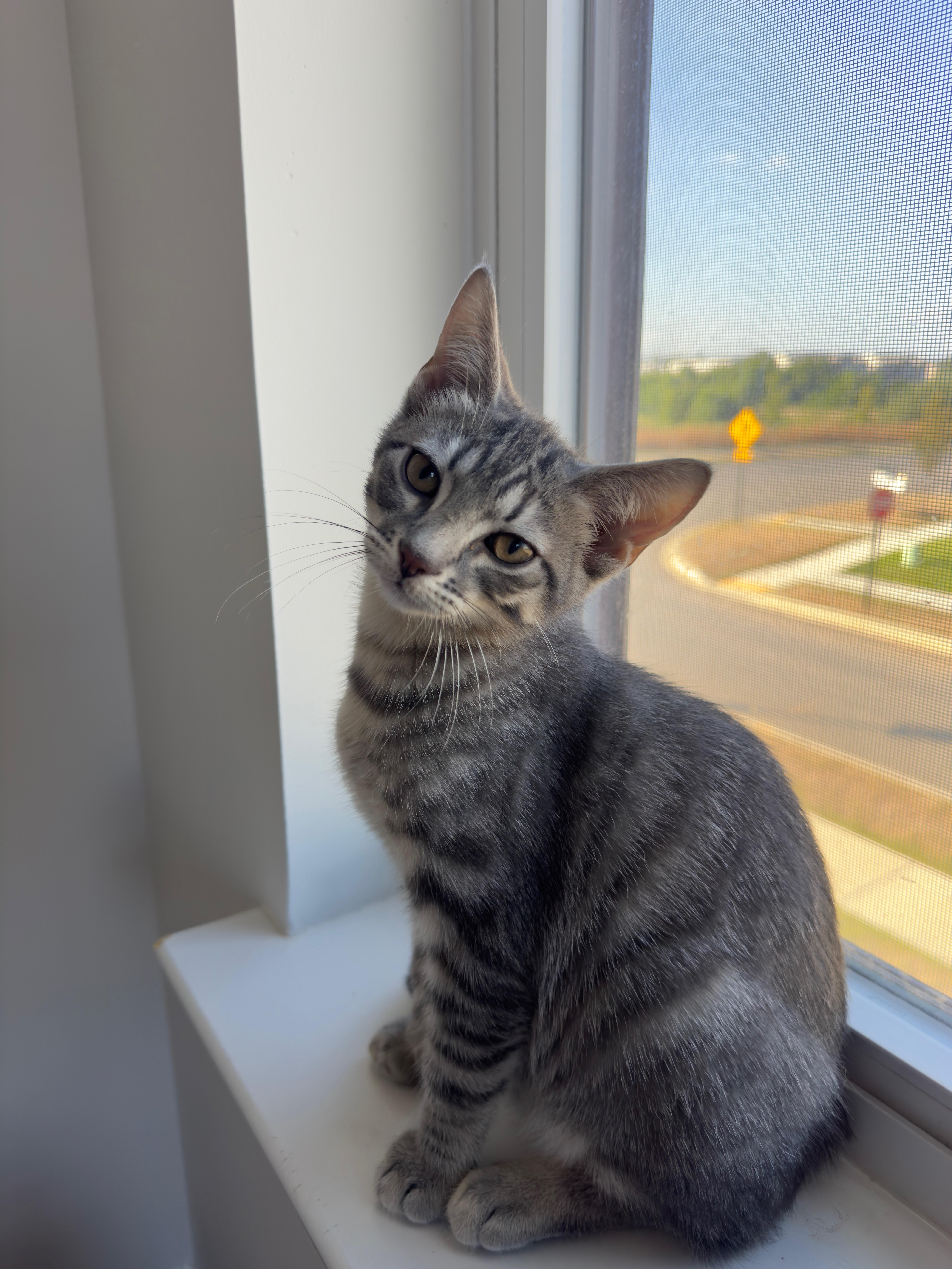 Enlarge Muffin, a Adoptable Tabby in Frederick, MD image 3/6