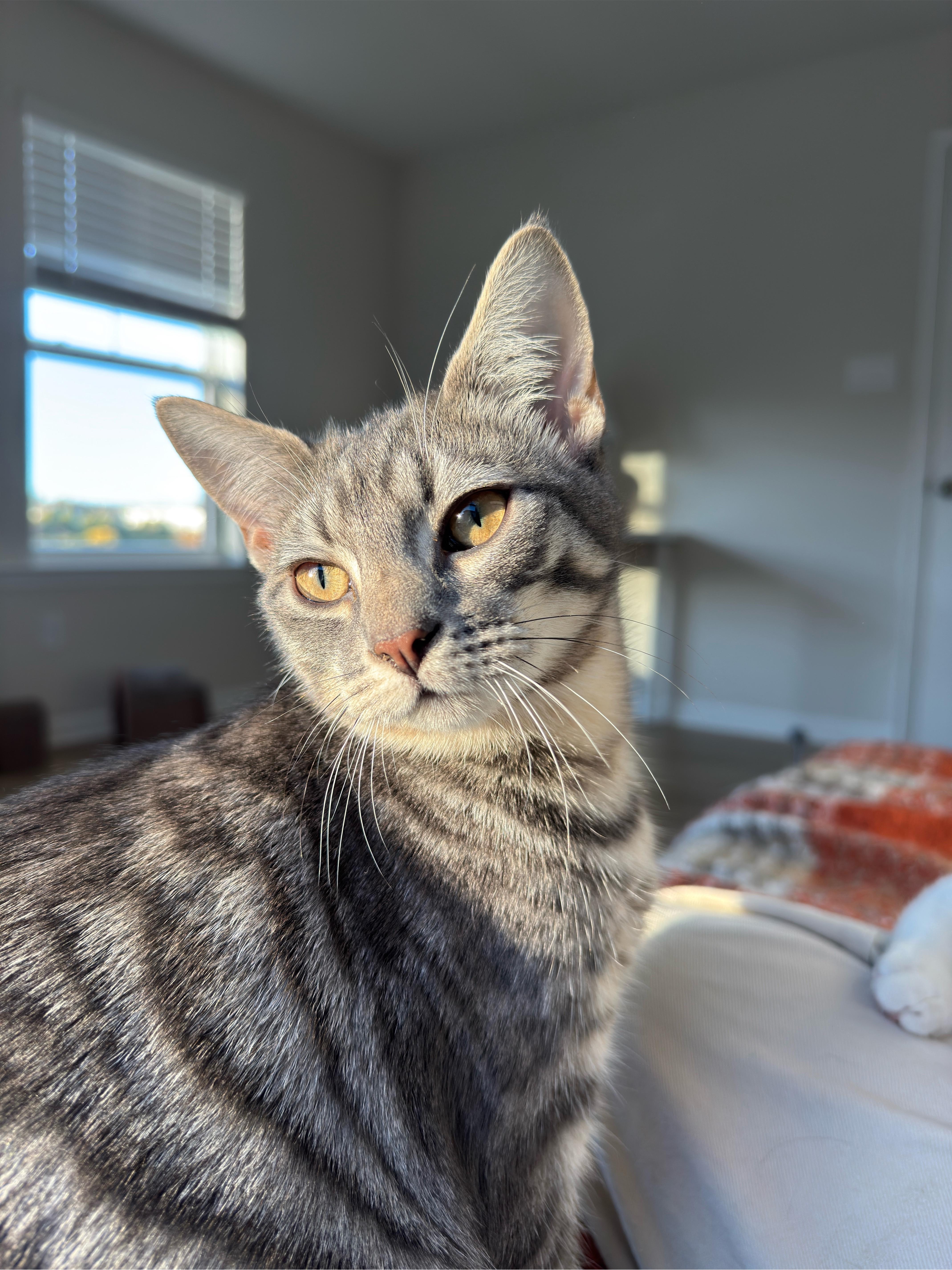 Enlarge Muffin, a Adoptable Tabby in Frederick, MD image 4/6