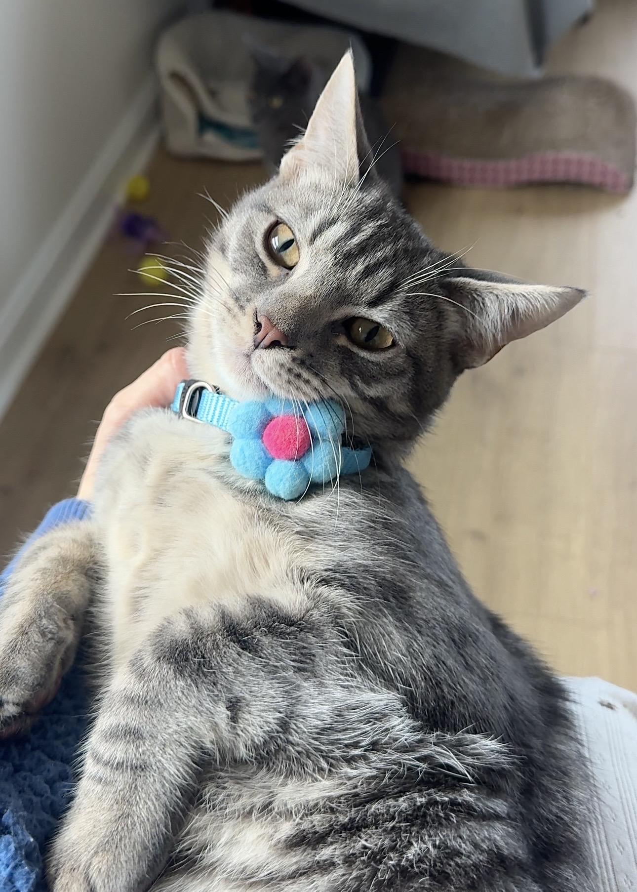 Enlarge Muffin, a Adoptable Tabby in Frederick, MD image 2/6