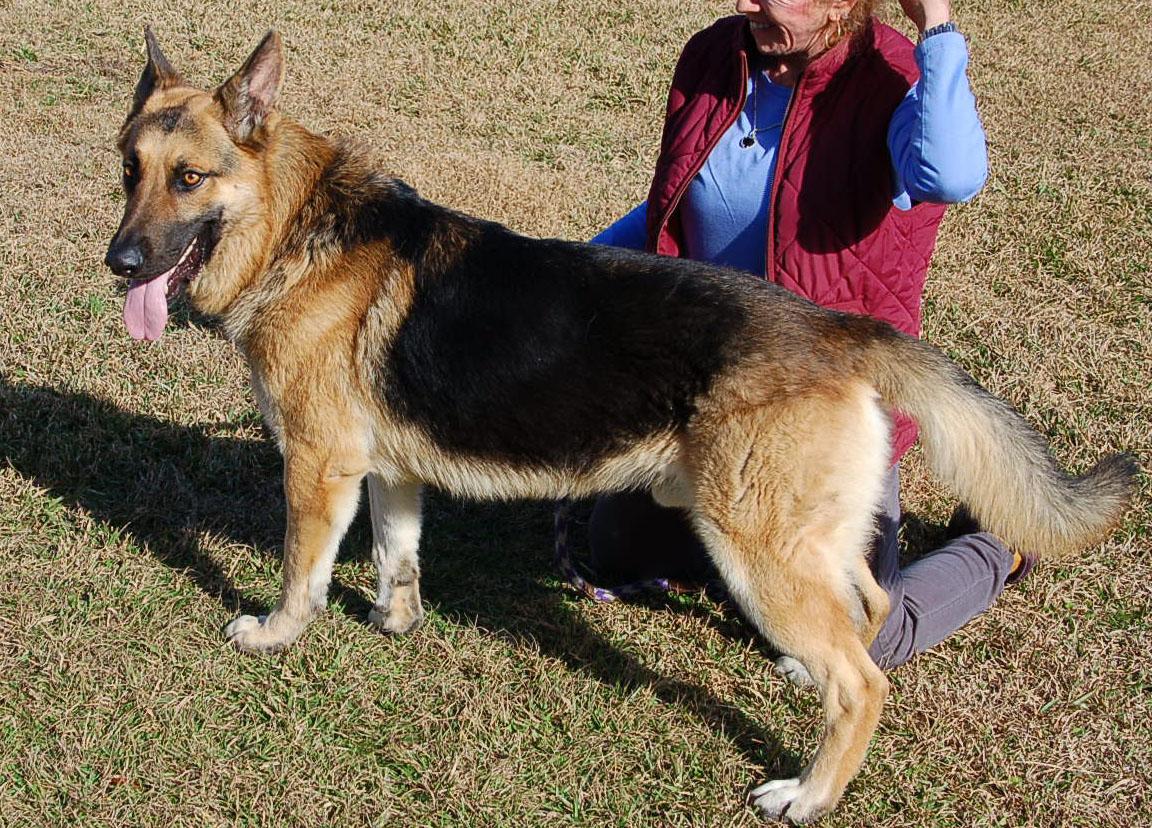 Enlarge DEXTER, a ADOPTABLE German Shepherd Dog in Preston, CT image 3/6