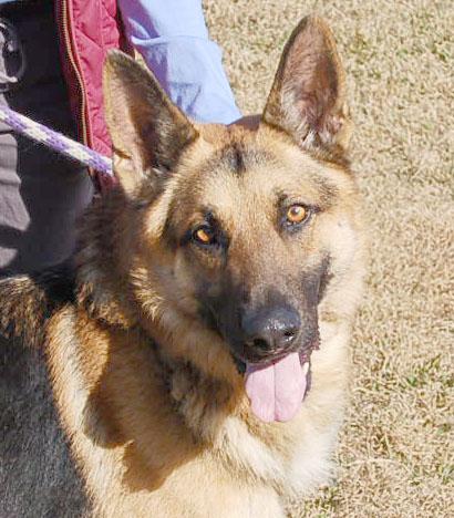 Enlarge DEXTER, a ADOPTABLE German Shepherd Dog in Preston, CT image 1/6