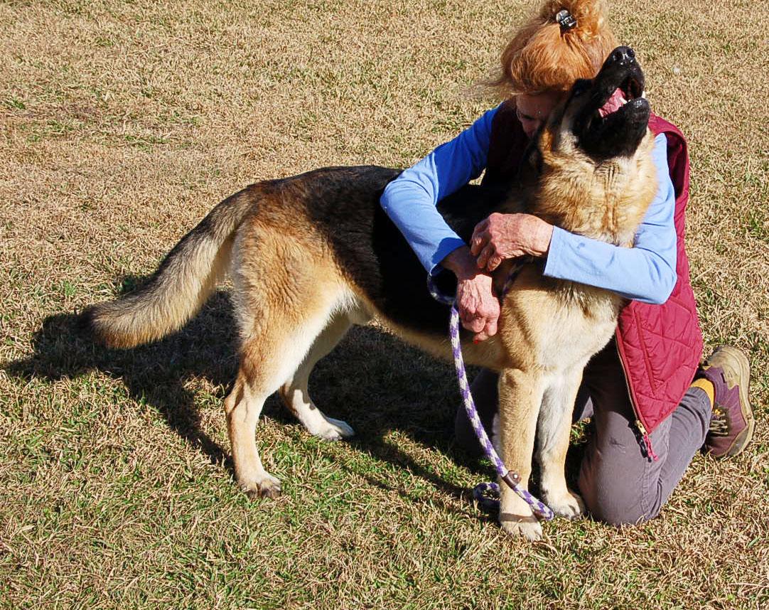 Enlarge DEXTER, a ADOPTABLE German Shepherd Dog in Preston, CT image 5/6