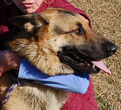 Enlarge DEXTER, a ADOPTABLE German Shepherd Dog in Preston, CT image 4/6