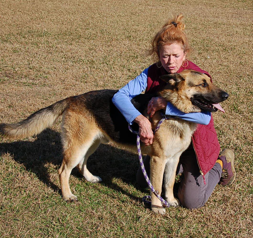Enlarge DEXTER, a ADOPTABLE German Shepherd Dog in Preston, CT image 2/6