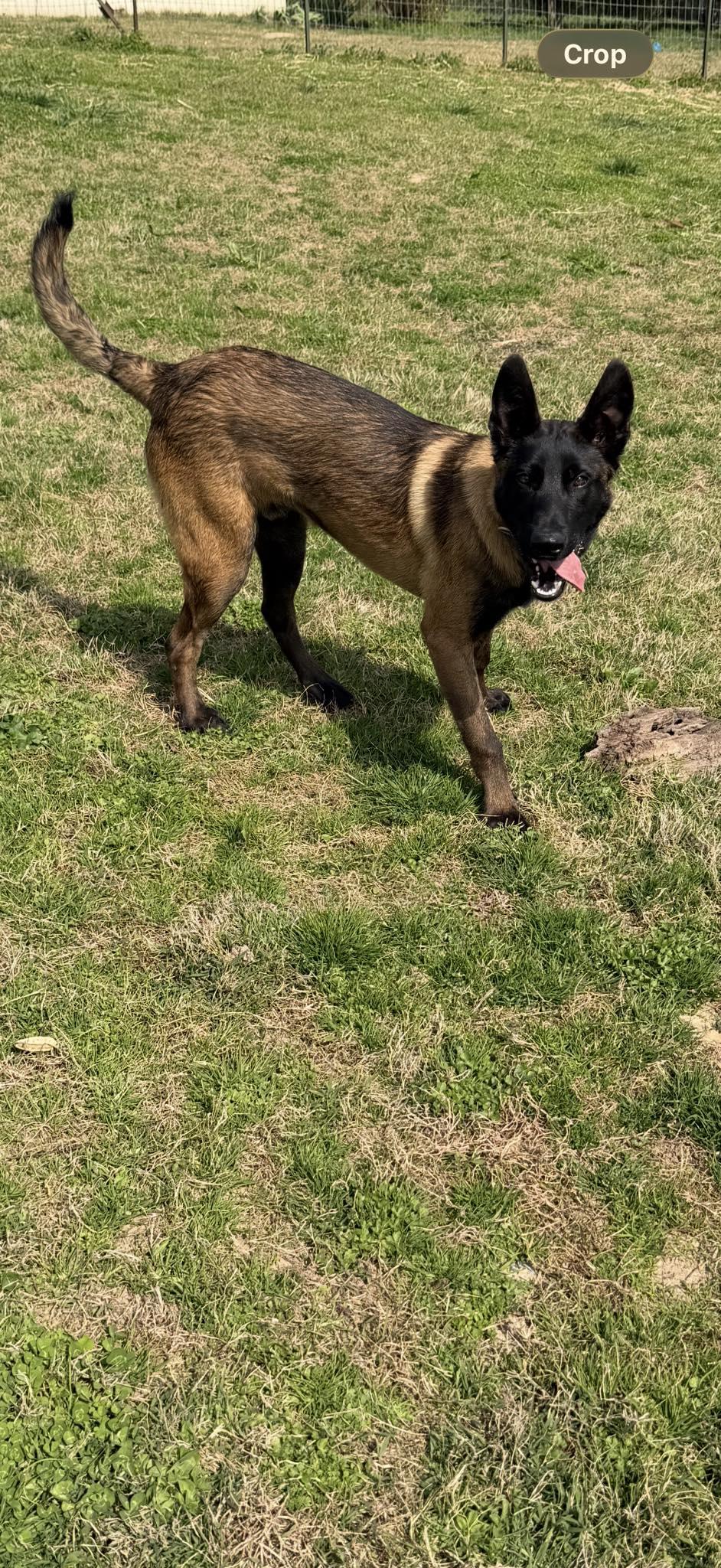 Enlarge Koby (8mo), an adopted Belgian Shepherd / Malinois in Greeneville, TN image 3/5