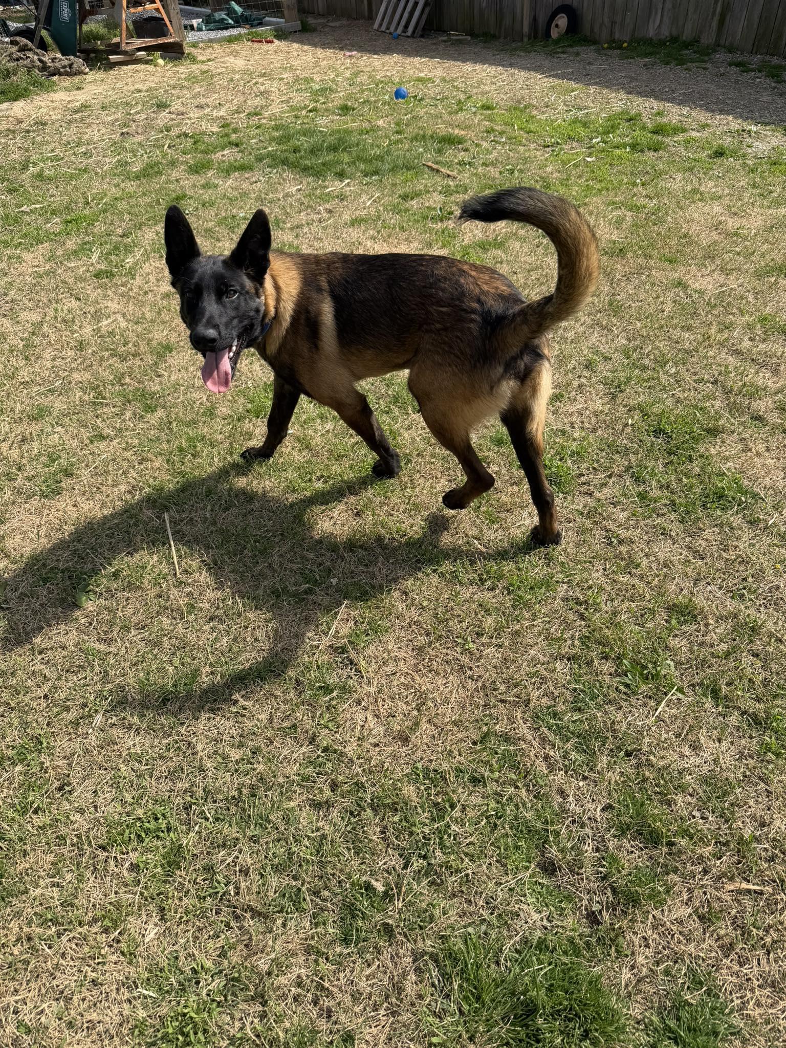 Enlarge Koby (8mo), an adopted Belgian Shepherd / Malinois in Greeneville, TN image 4/5