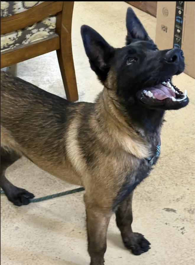 Enlarge Koby (8mo), an adopted Belgian Shepherd / Malinois in Greeneville, TN image 1/5