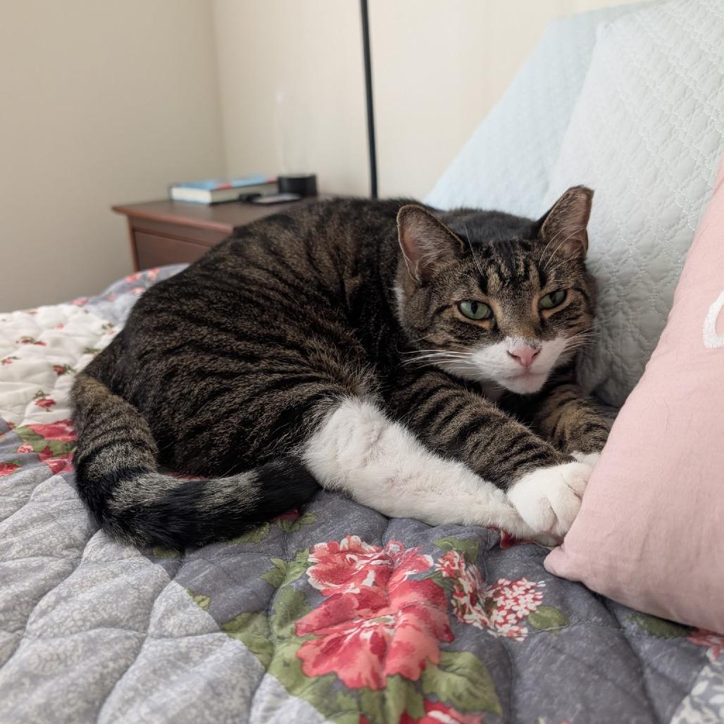 Ross & Joey, Adoptable, Senior Male Domestic Short Hair.