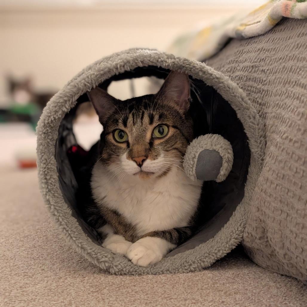 Enlarge Ross & Joey, a Adoptable Domestic Short Hair in Ashland, MA image 2/4