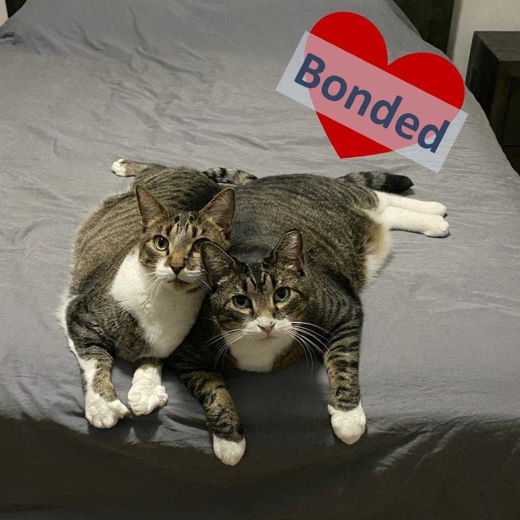 Enlarge Ross & Joey, a Adoptable Domestic Short Hair in Ashland, MA image 3/4