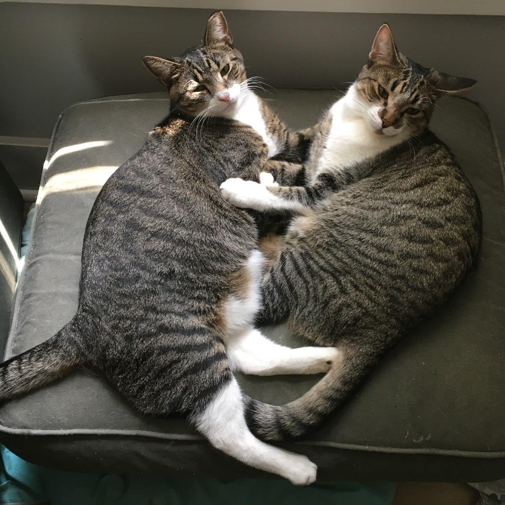 Enlarge Ross & Joey, a Adoptable Domestic Short Hair in Ashland, MA image 4/4