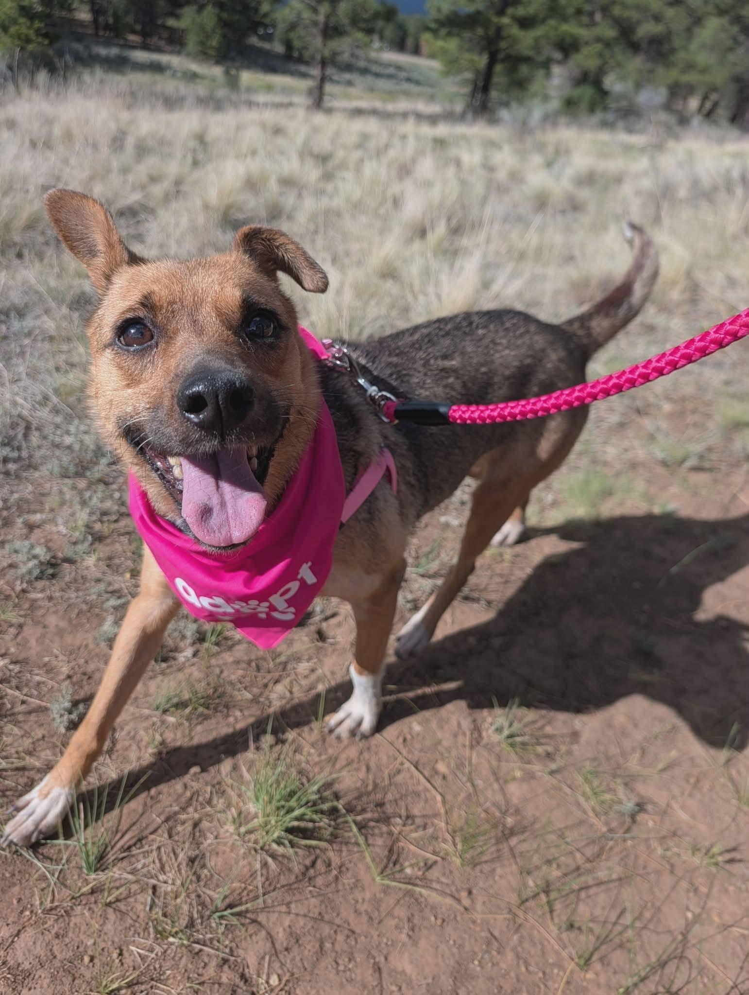 Enlarge Rosie, a ADOPTABLE mixed breed in Sandia Park, NM image 1/1